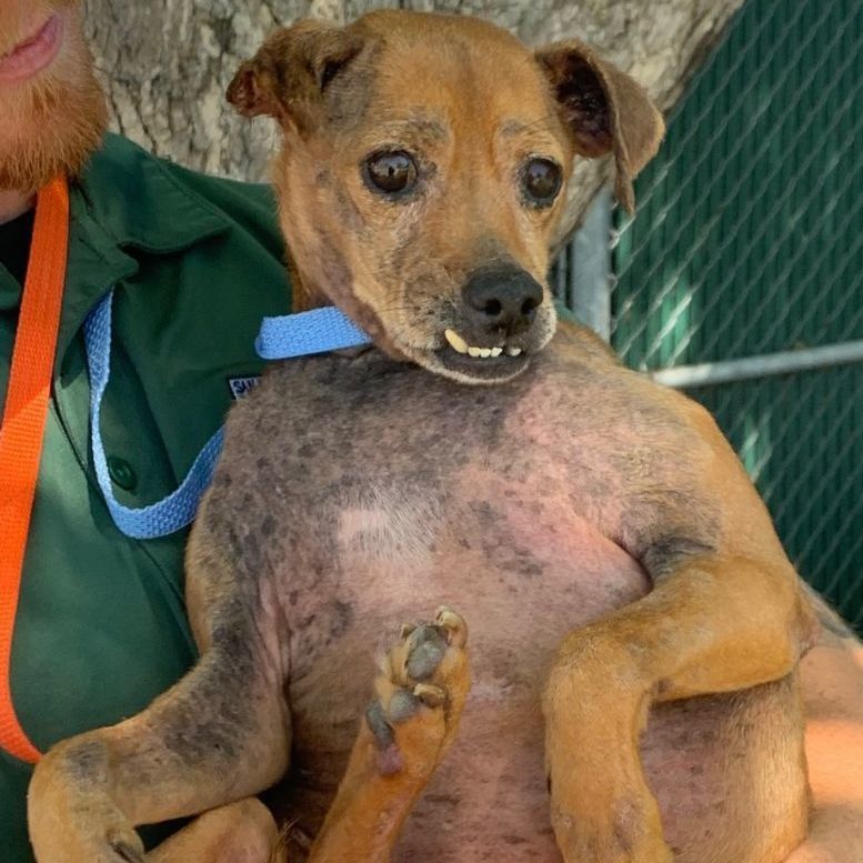 Enlarge Otto, a Adoptable Mixed Breed in Dripping Springs, TX image 3/5