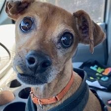 Enlarge Otto, a Adoptable Mixed Breed in Dripping Springs, TX image 1/5