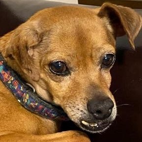 Enlarge Otto, a Adoptable Mixed Breed in Dripping Springs, TX image 2/5