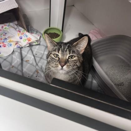 Cindy Lou, a Adoptable Domestic Short Hair in Hilliard, OH image 1/2