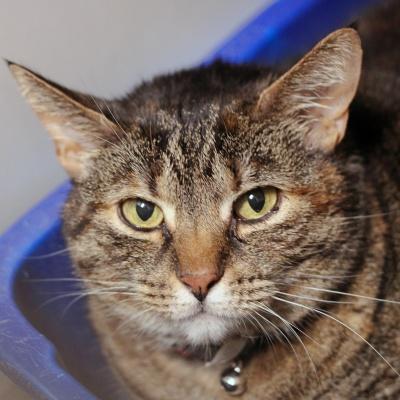 Cindy Lou, a Adoptable Domestic Short Hair in Hilliard, OH image 2/2