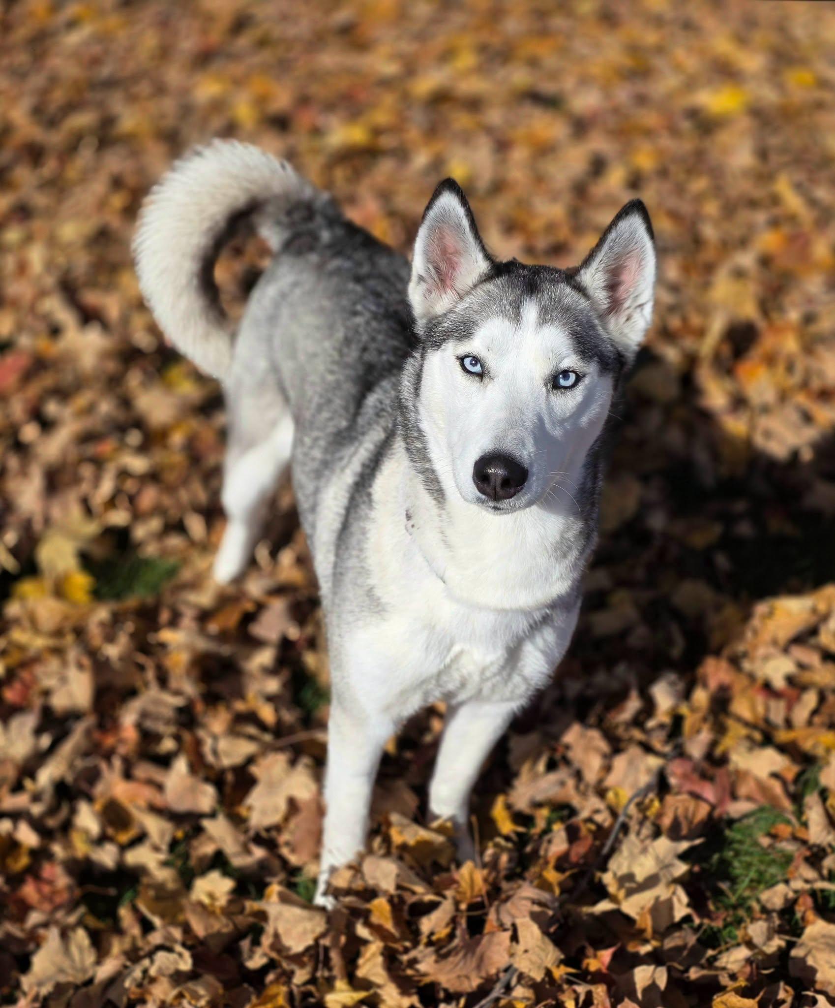 Reba, Adoptable, Adult Female Husky.