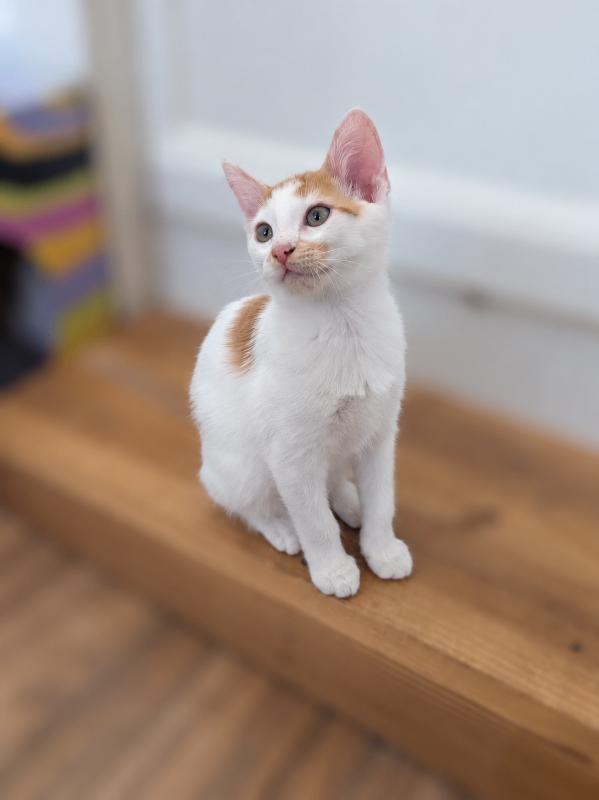 Doc, Adoptable, Young Male Domestic Short Hair.