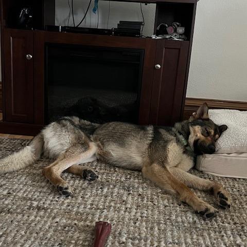 Snape, Adoptable, Young Male Mixed Breed.