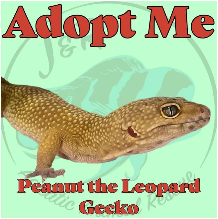 Peanut the Leopard Gecko, Adoptable, Adult Unknown Gecko.