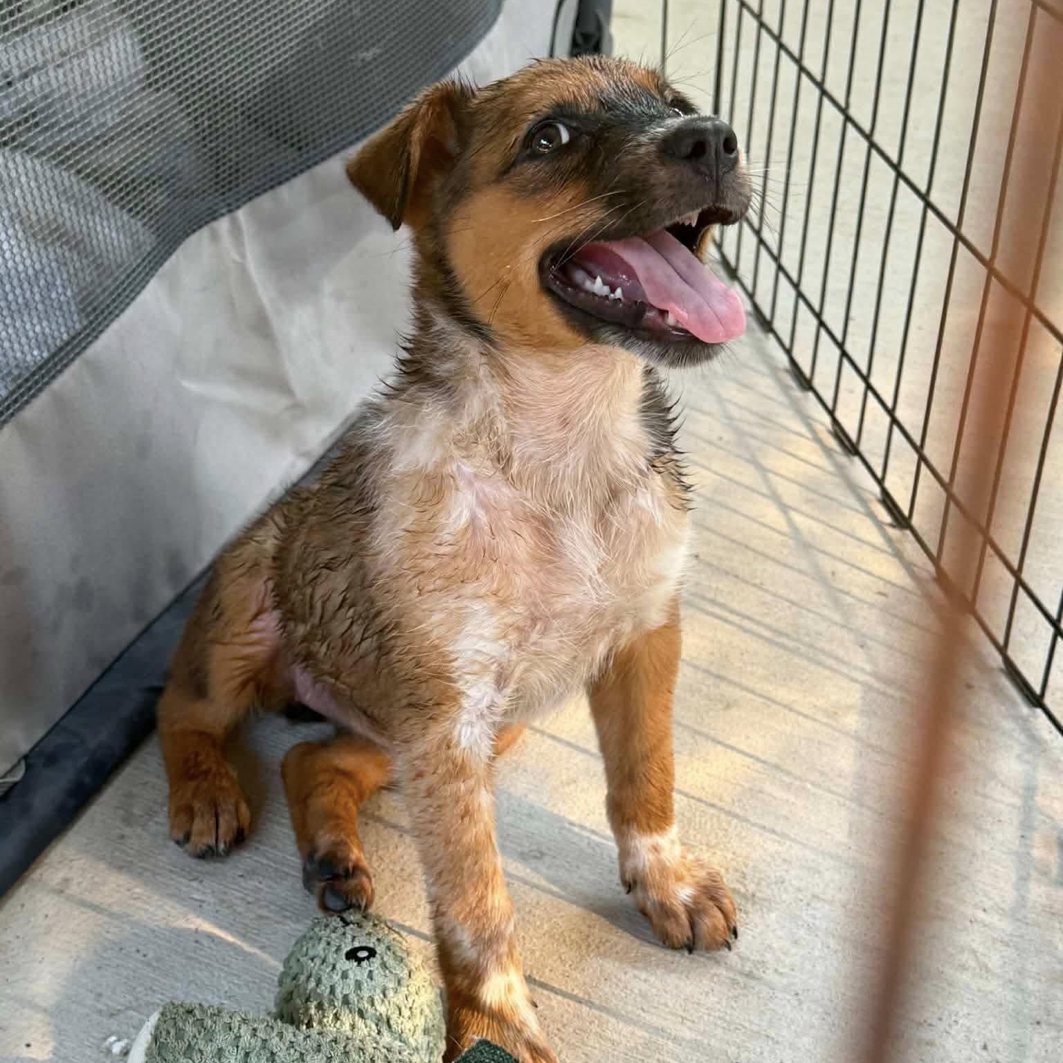 Riley, adopted, Puppy Female Shepherd.