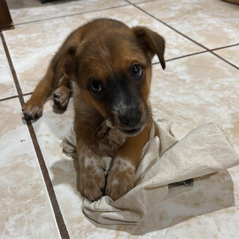 Enlarge Riley, an adopted mixed breed in Woodstock, ON image 2/3