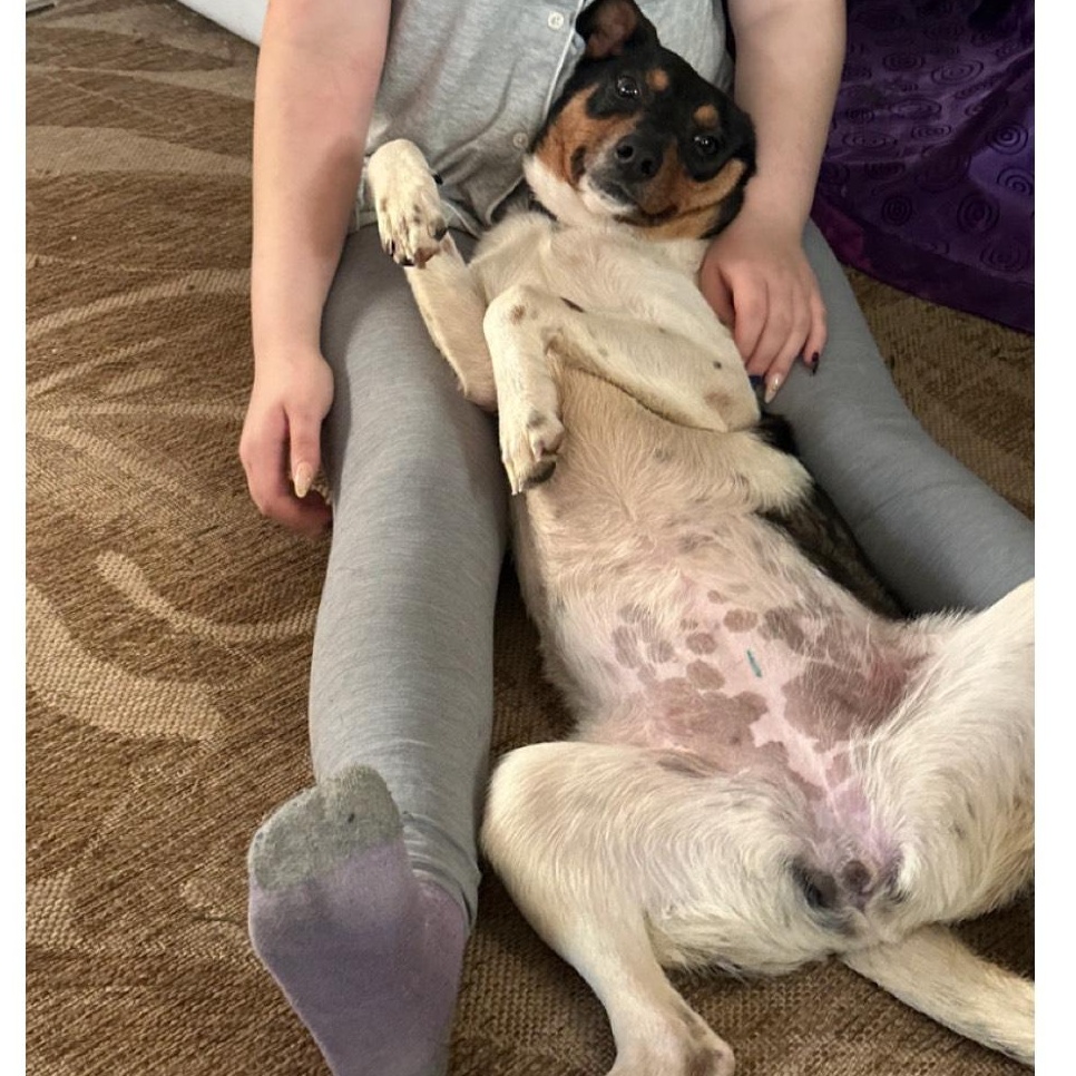 Enlarge Poppy, an adopted mixed breed in Seabrook, NH image 5/5