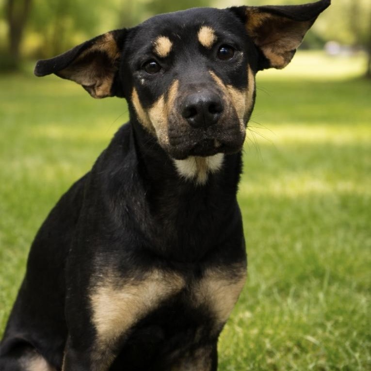 Poppy, adopted, Puppy Female Hound.