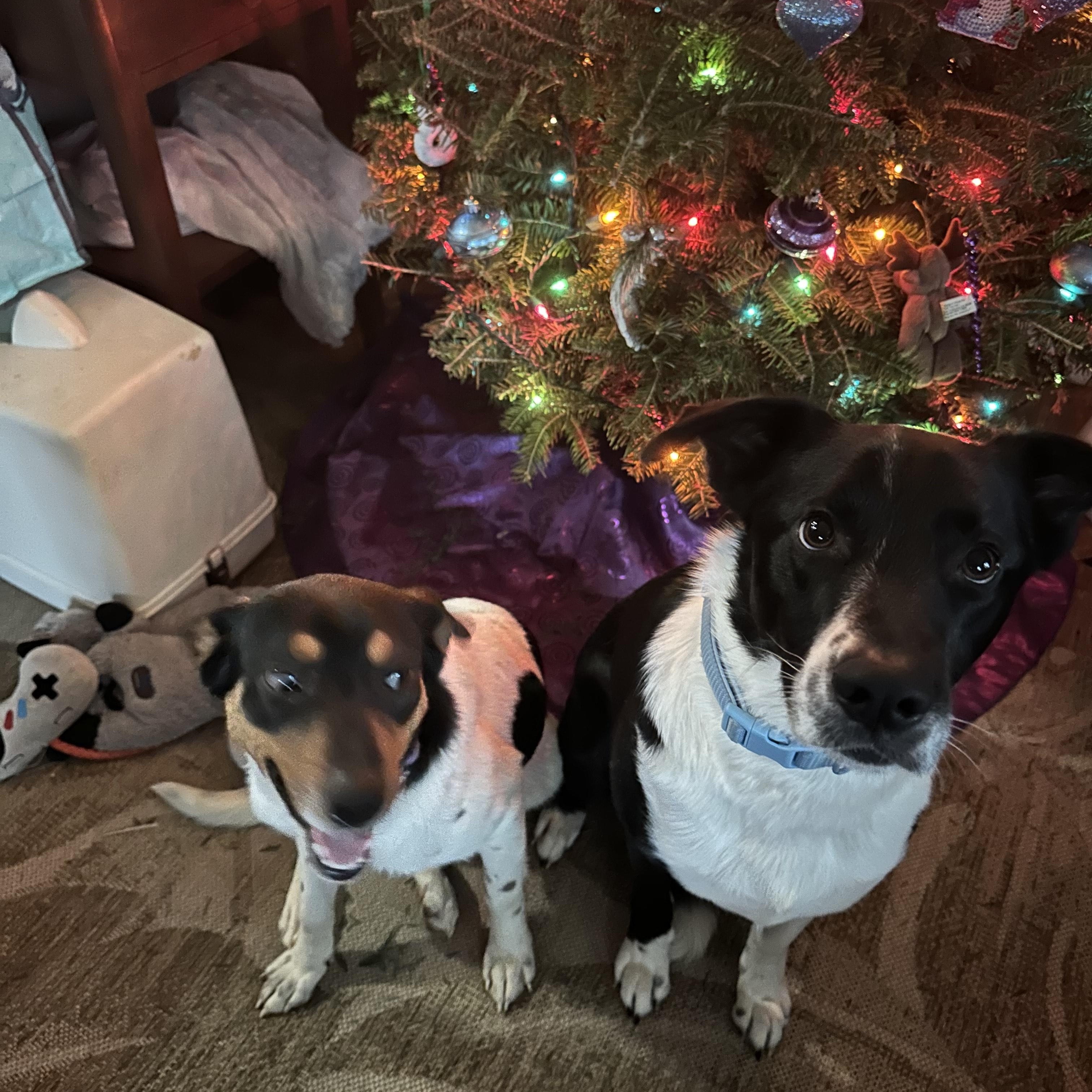 Enlarge Poppy, an adopted mixed breed in Seabrook, NH image 2/5