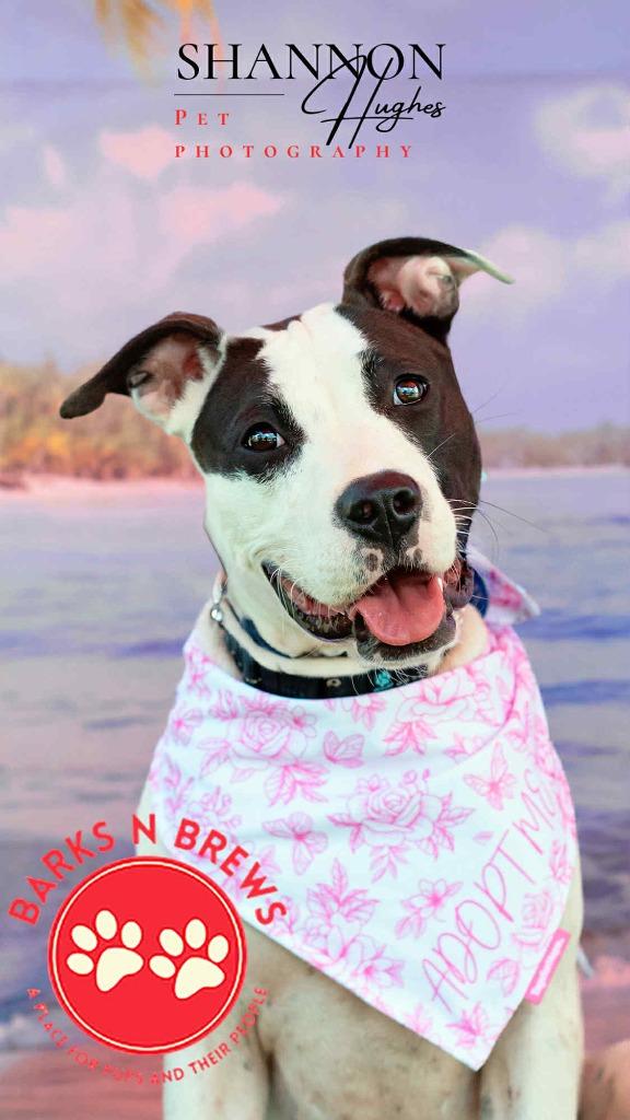 Enlarge Dottie, a Adoptable mixed breed in Macon, GA image 1/6