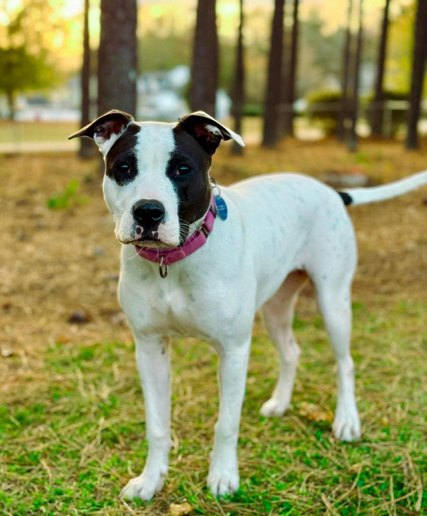 Enlarge Dottie, a Adoptable mixed breed in Macon, GA image 2/6