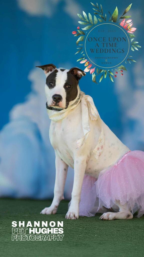 Enlarge Dottie, a Adoptable mixed breed in Macon, GA image 3/6