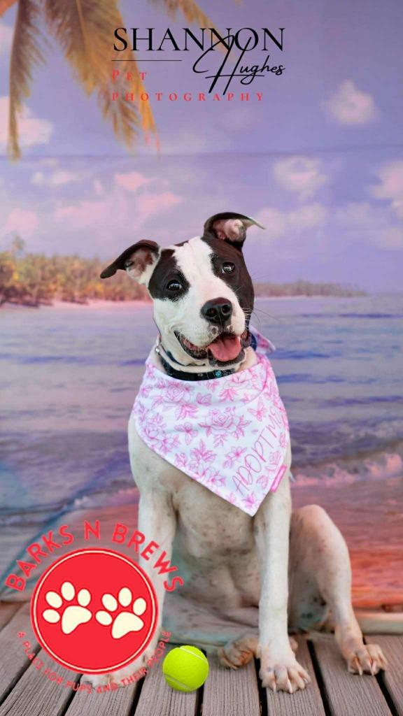 Enlarge Dottie, a Adoptable mixed breed in Macon, GA image 4/6