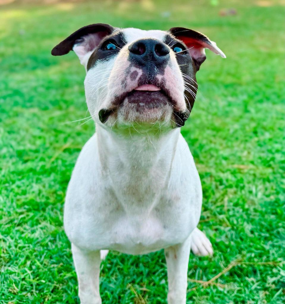 Enlarge Dottie, a Adoptable mixed breed in Macon, GA image 5/6