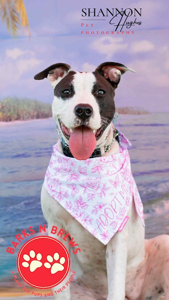 Enlarge Dottie, a Adoptable mixed breed in Macon, GA image 6/6