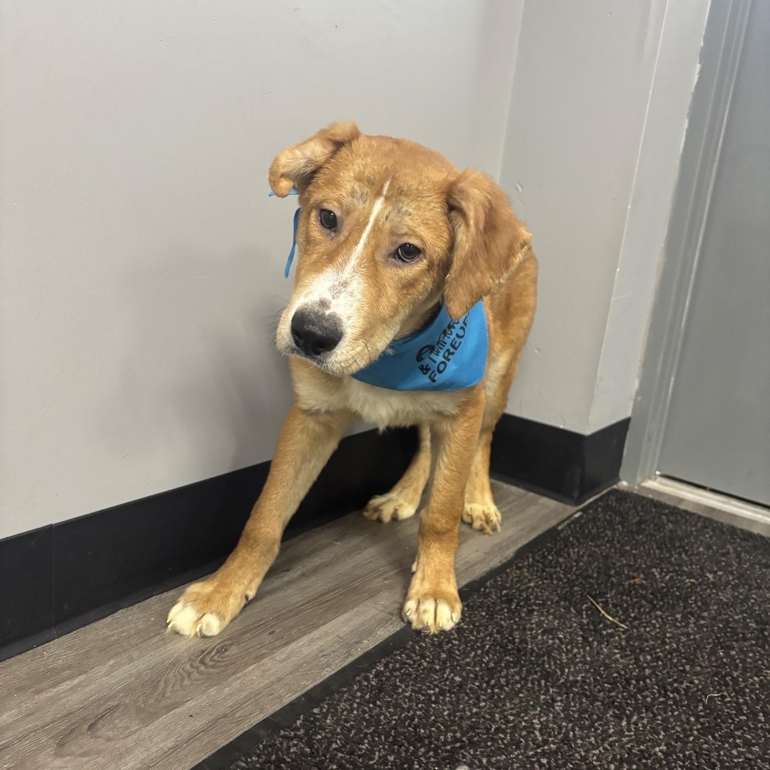 Taco, ADOPTABLE, Puppy Male German Shepherd Dog.