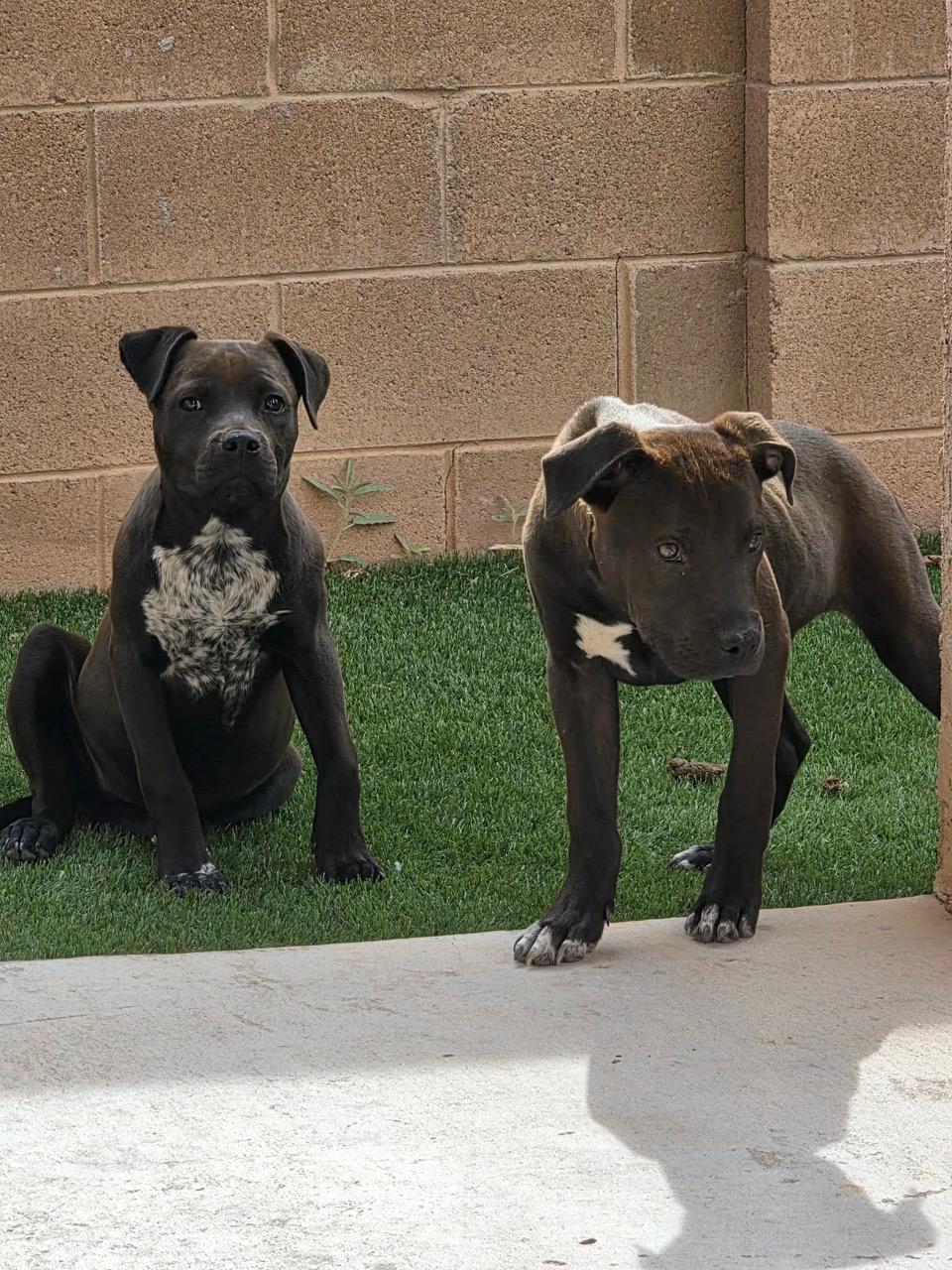 Sister, a ADOPTABLE mixed breed in Albuquerque, NM image 2/2