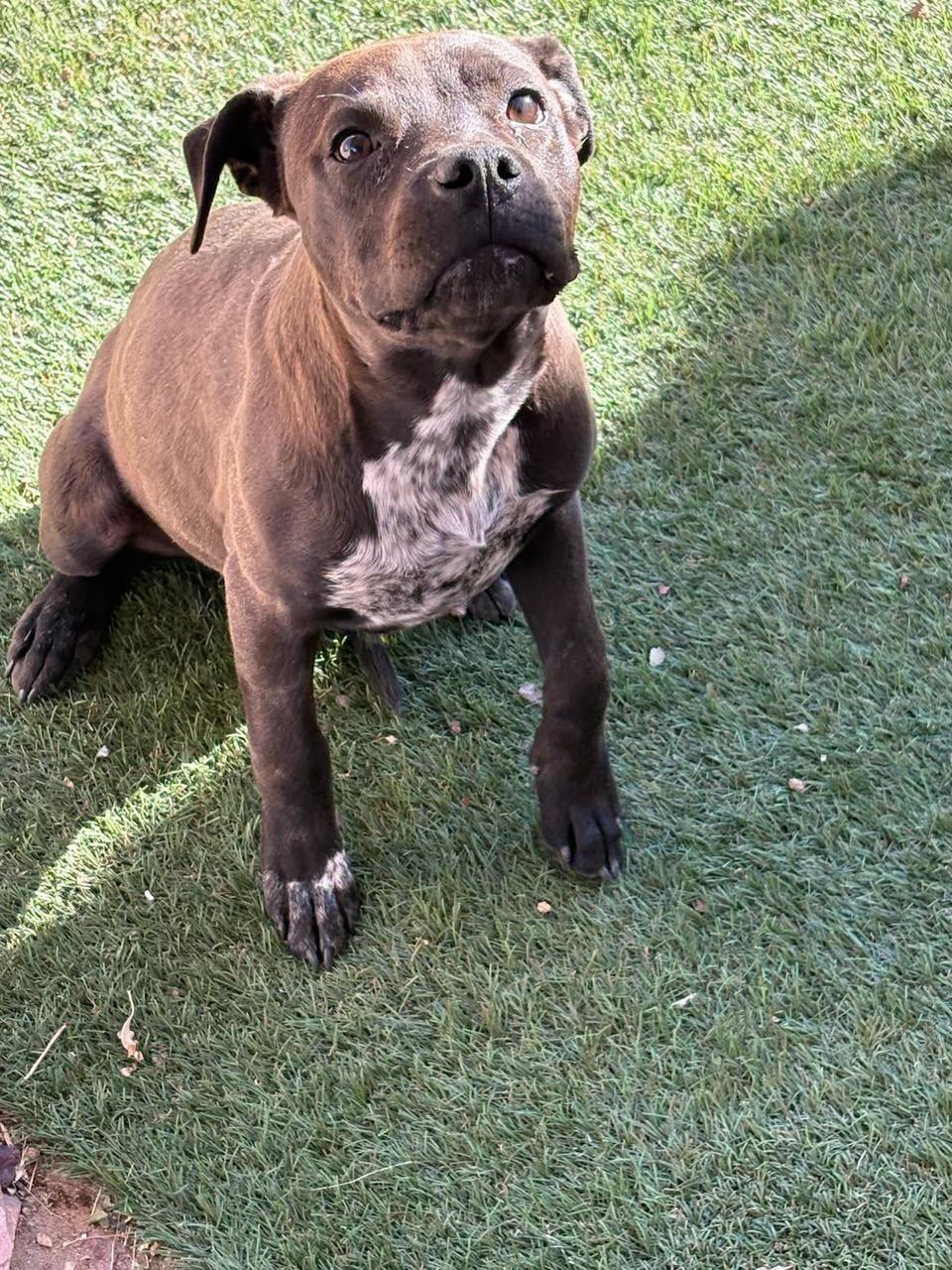 Sister, a ADOPTABLE mixed breed in Albuquerque, NM image 1/2