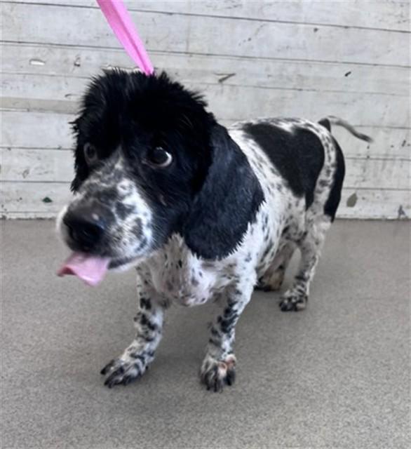 Enlarge GIZMO, a Adoptable mixed breed in San Bernardino, CA image 1/1