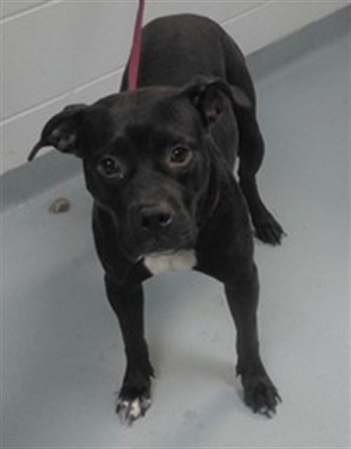 Enlarge NELLY, a Adoptable Pit Bull Terrier in Saint Cloud, FL image 1/1