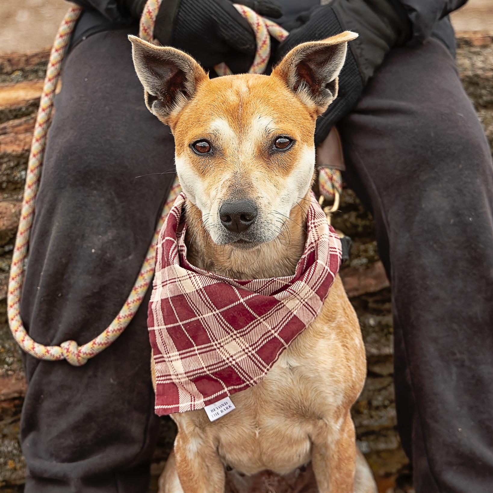 Enlarge Sasha, a ADOPTABLE mixed breed in Clarinda, IA image 4/5