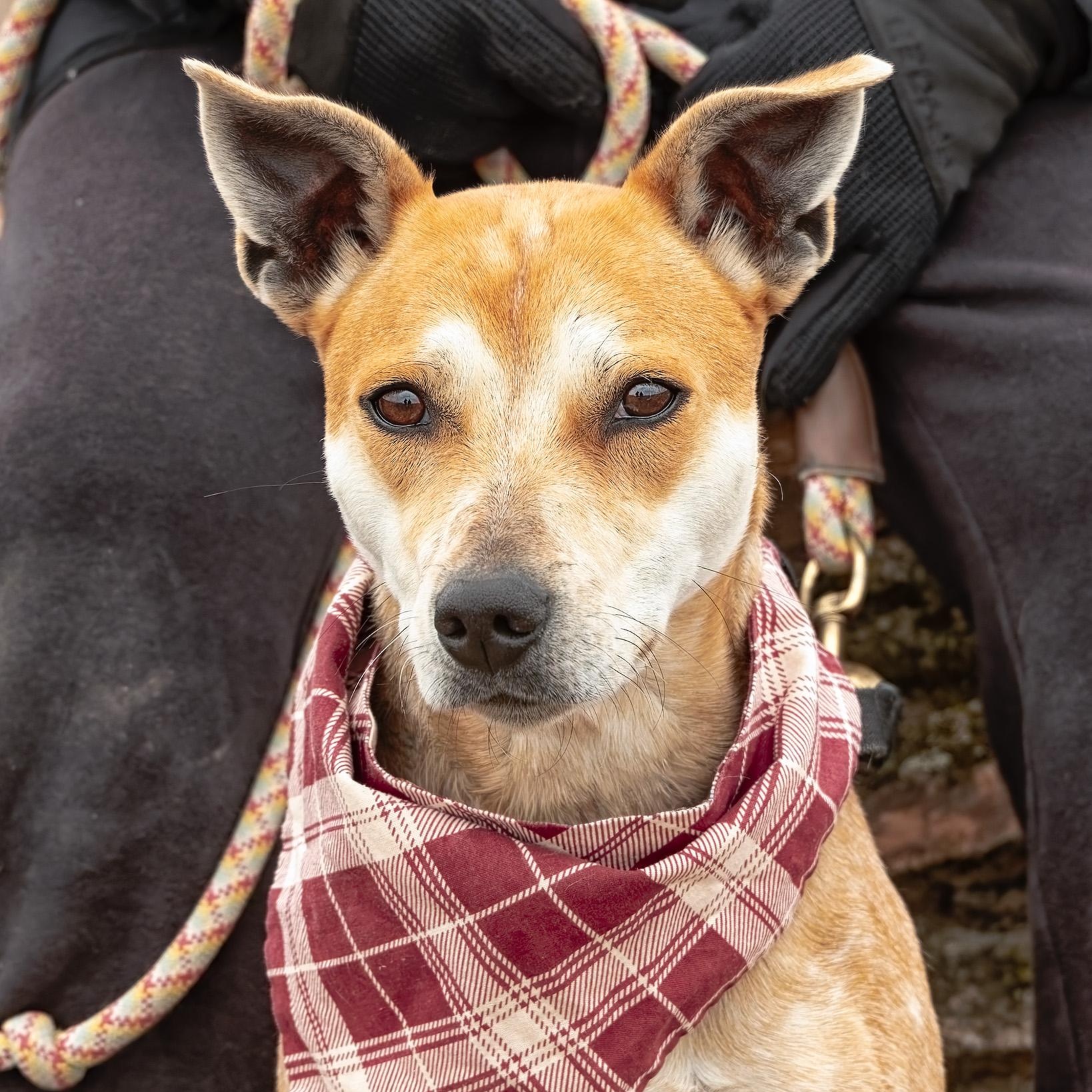 Enlarge Sasha, a ADOPTABLE mixed breed in Clarinda, IA image 2/5