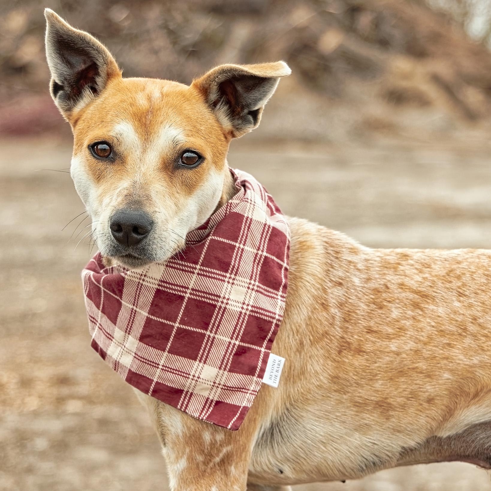 Enlarge Sasha, a ADOPTABLE mixed breed in Clarinda, IA image 3/5