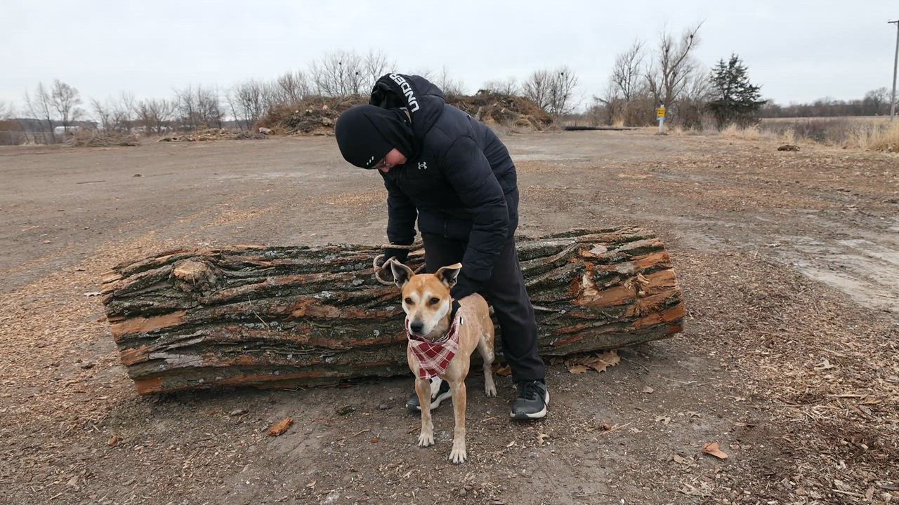 Enlarge Sasha, a ADOPTABLE mixed breed in Clarinda, IA video 5/5