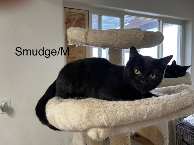 Enlarge Smudge, a Adoptable mixed breed in Ronan, MT image 1/1