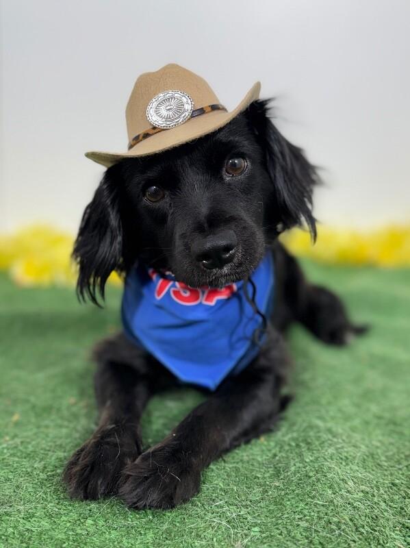 Robbie, adopted, Puppy Male Spaniel & Dachshund.