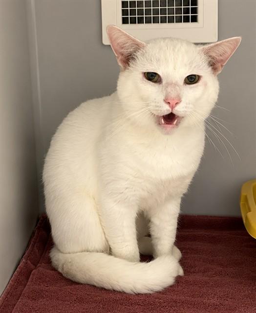ORVILLE, Adoptable, Young Male Domestic Short Hair.