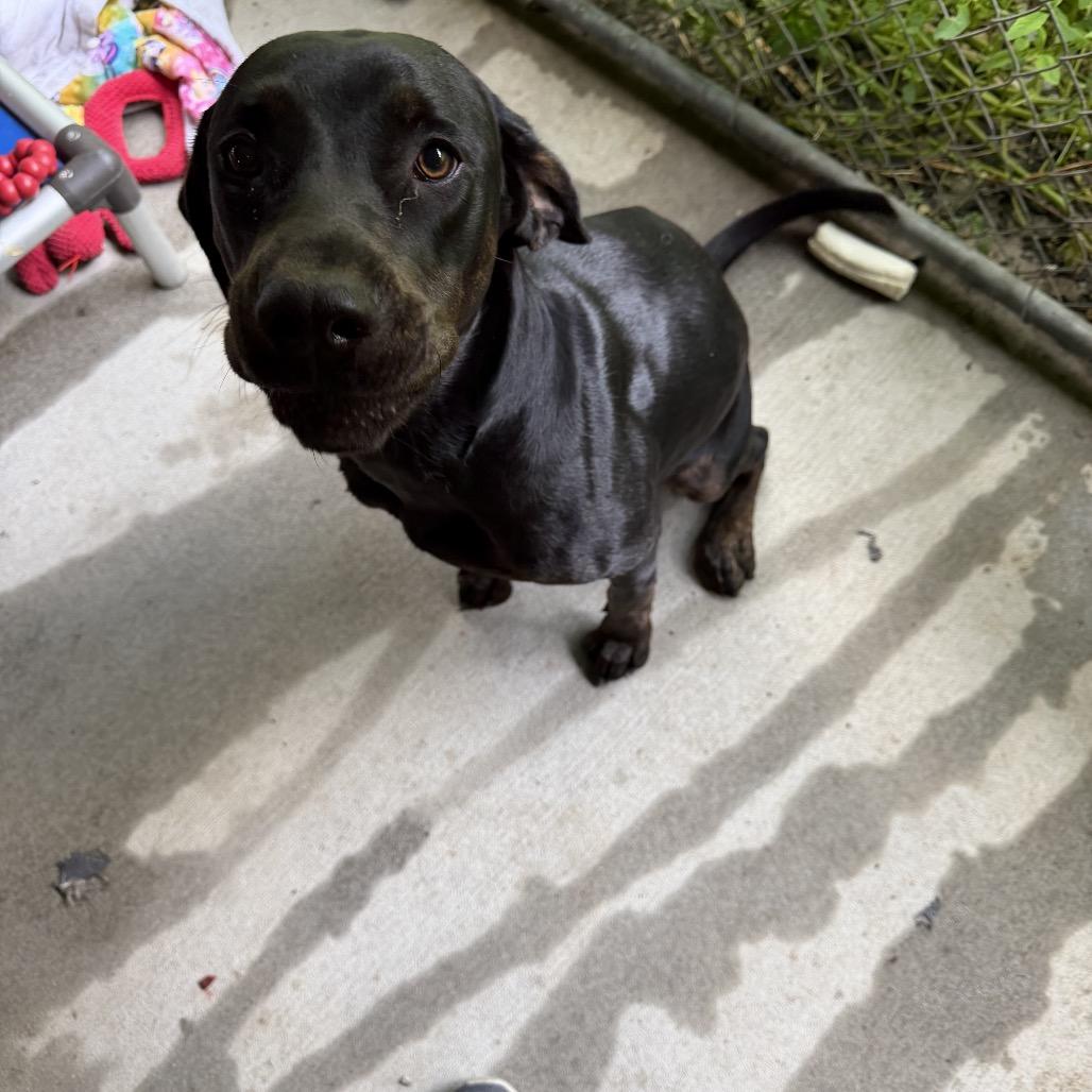 Pepper, Adoptable, Adult Female Black Labrador Retriever.