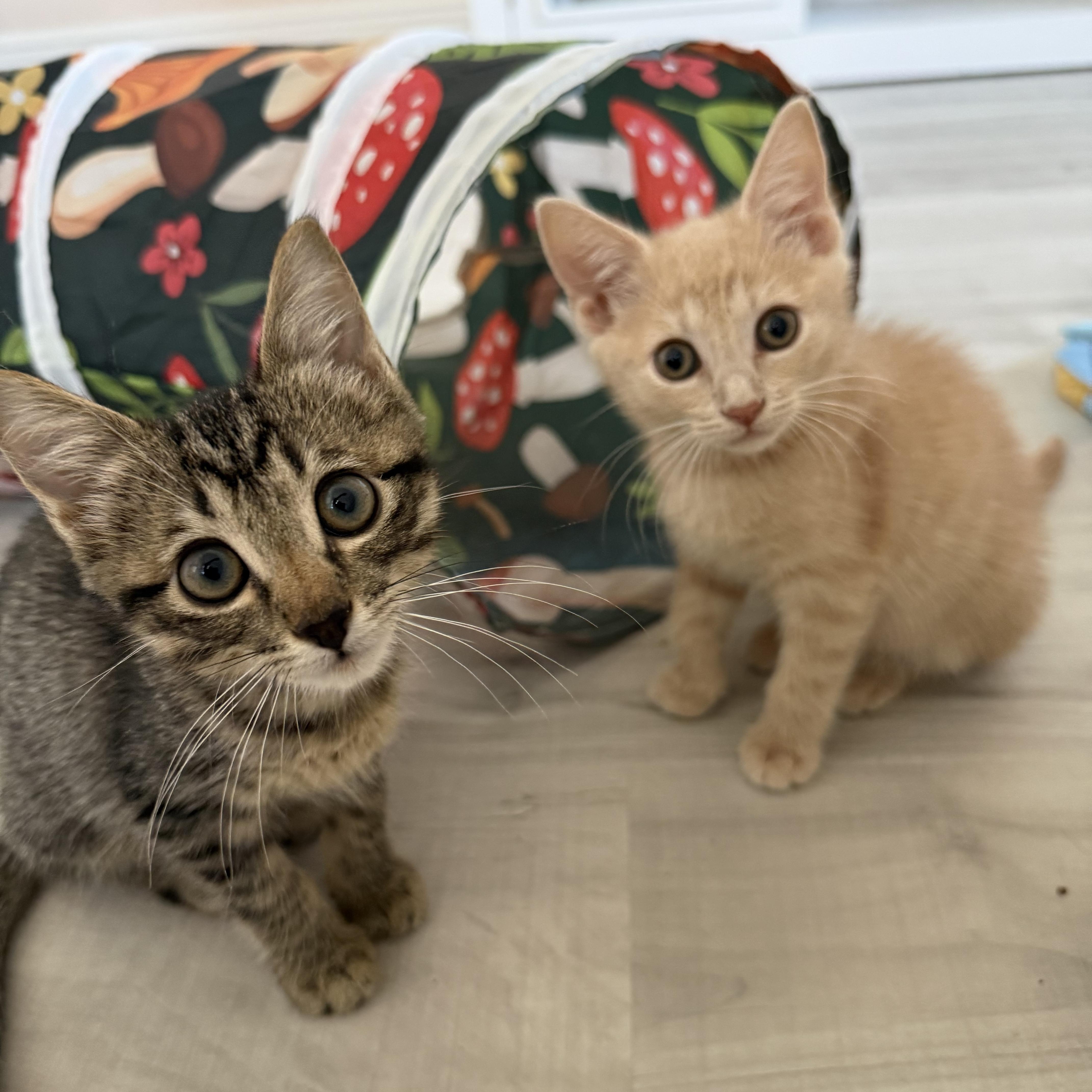 Enlarge Valentina, a Adoptable Domestic Short Hair in Parkland, FL image 2/4