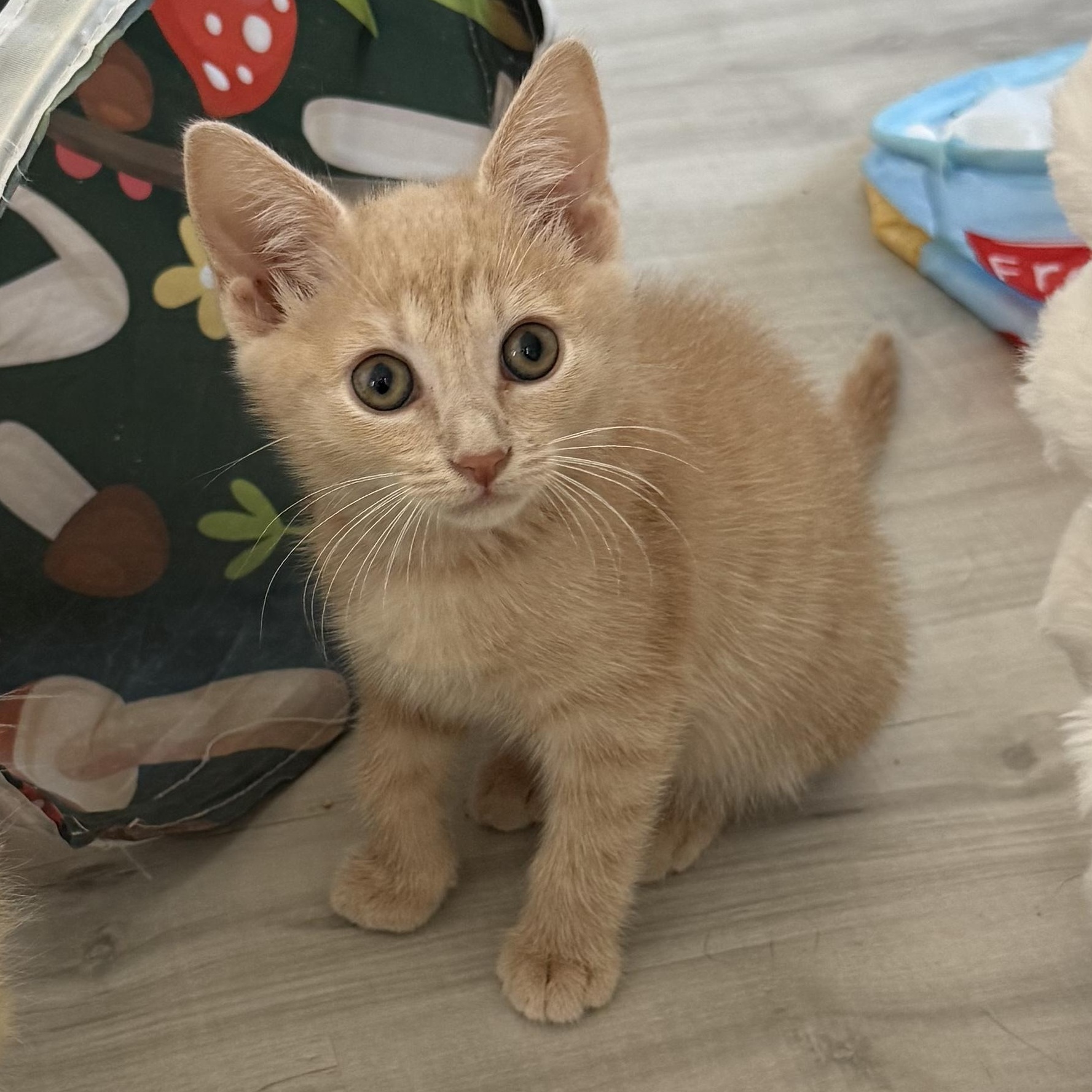 Enlarge Valentina, a Adoptable Domestic Short Hair in Parkland, FL image 3/4