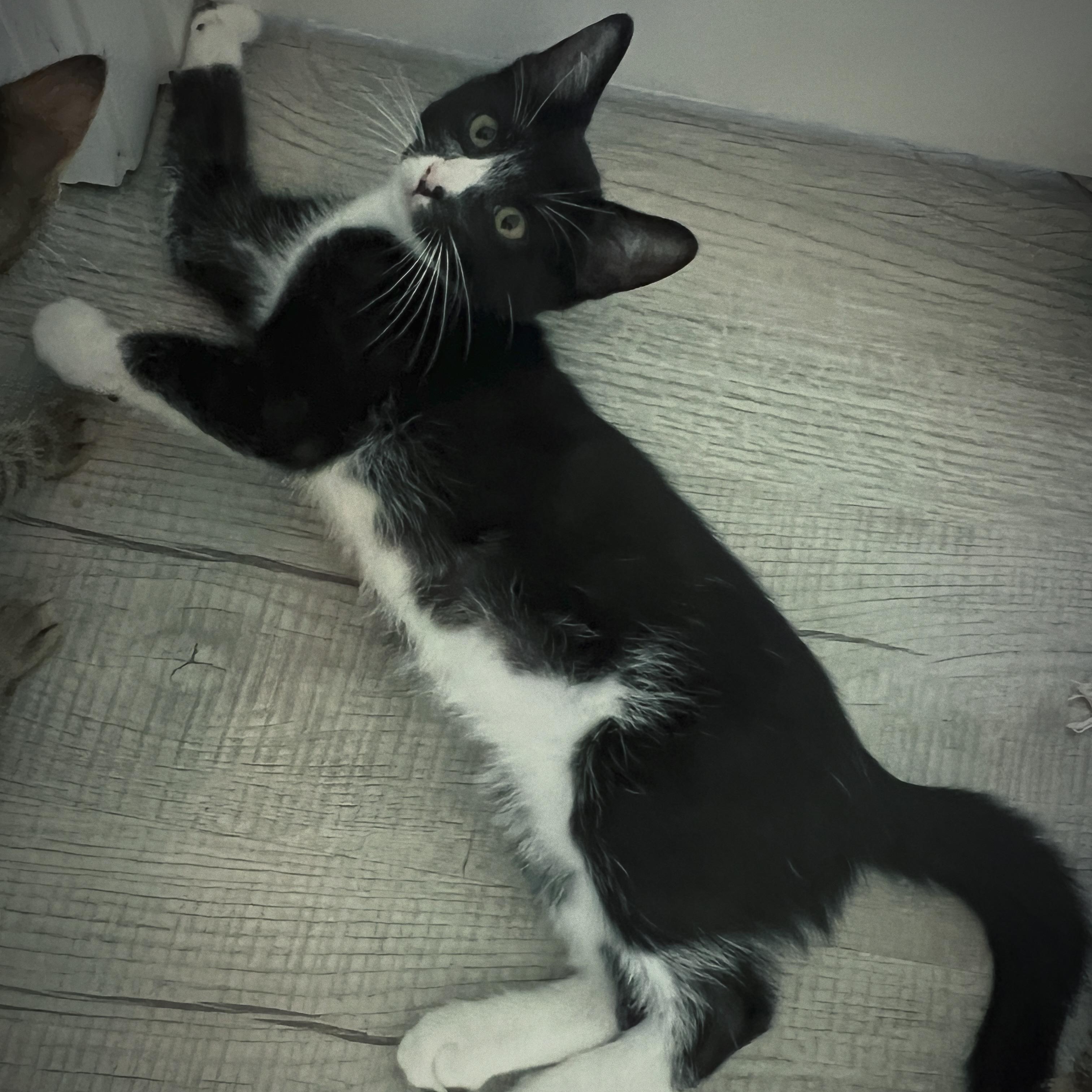 Sage, a ADOPTABLE Domestic Short Hair in New Bern, NC image 4/5