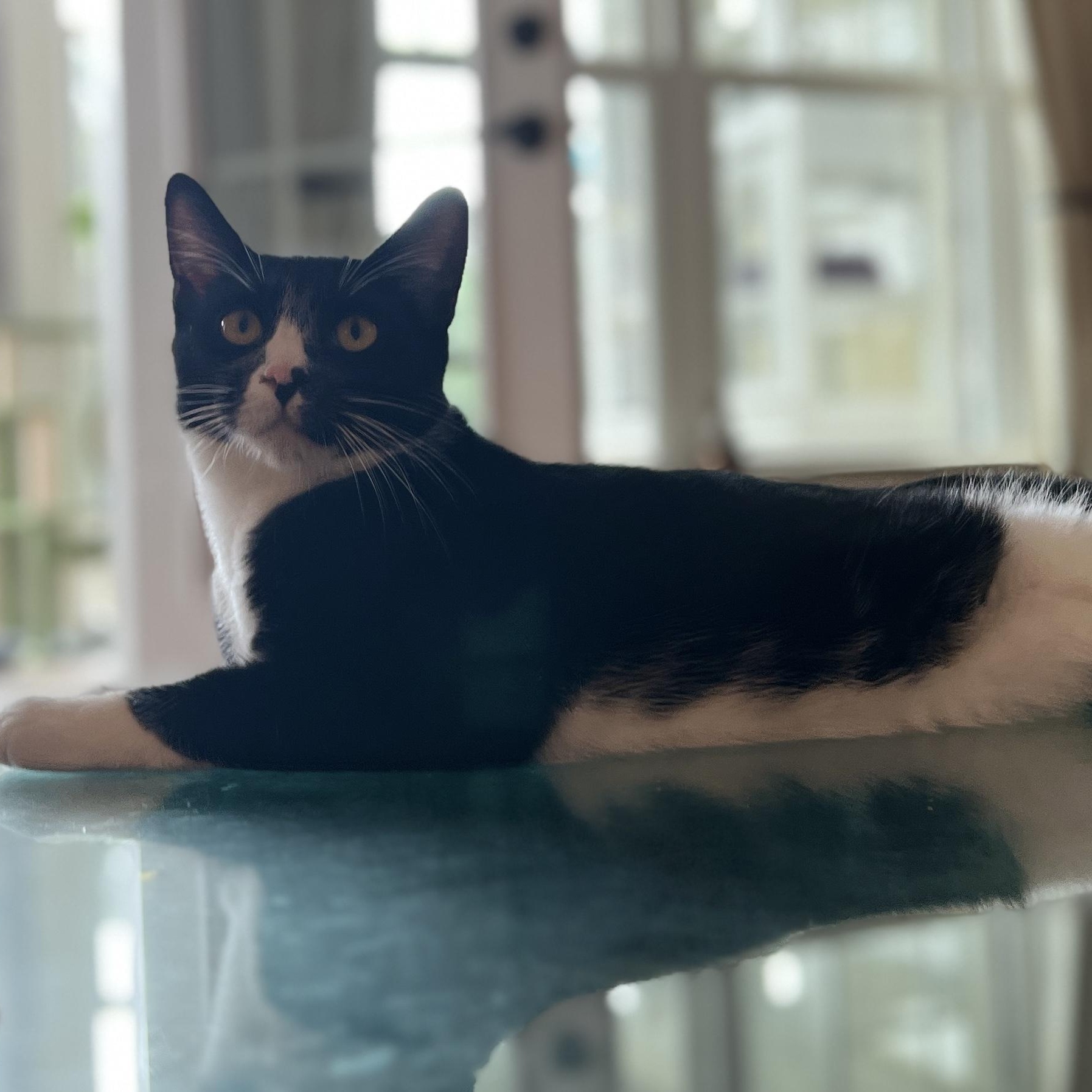 Sage, Adoptable, Young Male Domestic Short Hair.