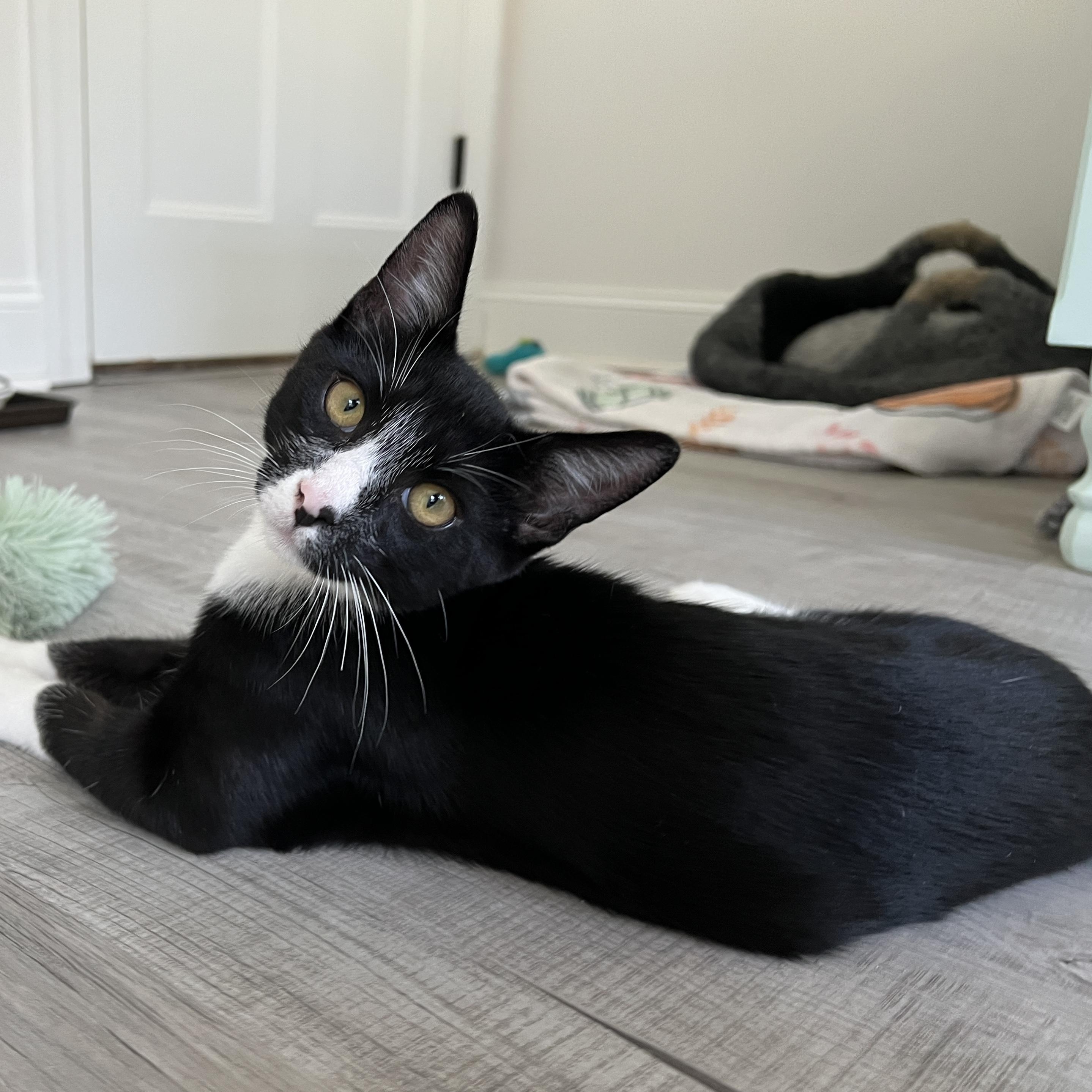 Sage, ADOPTABLE, Kitten Male Domestic Short Hair.