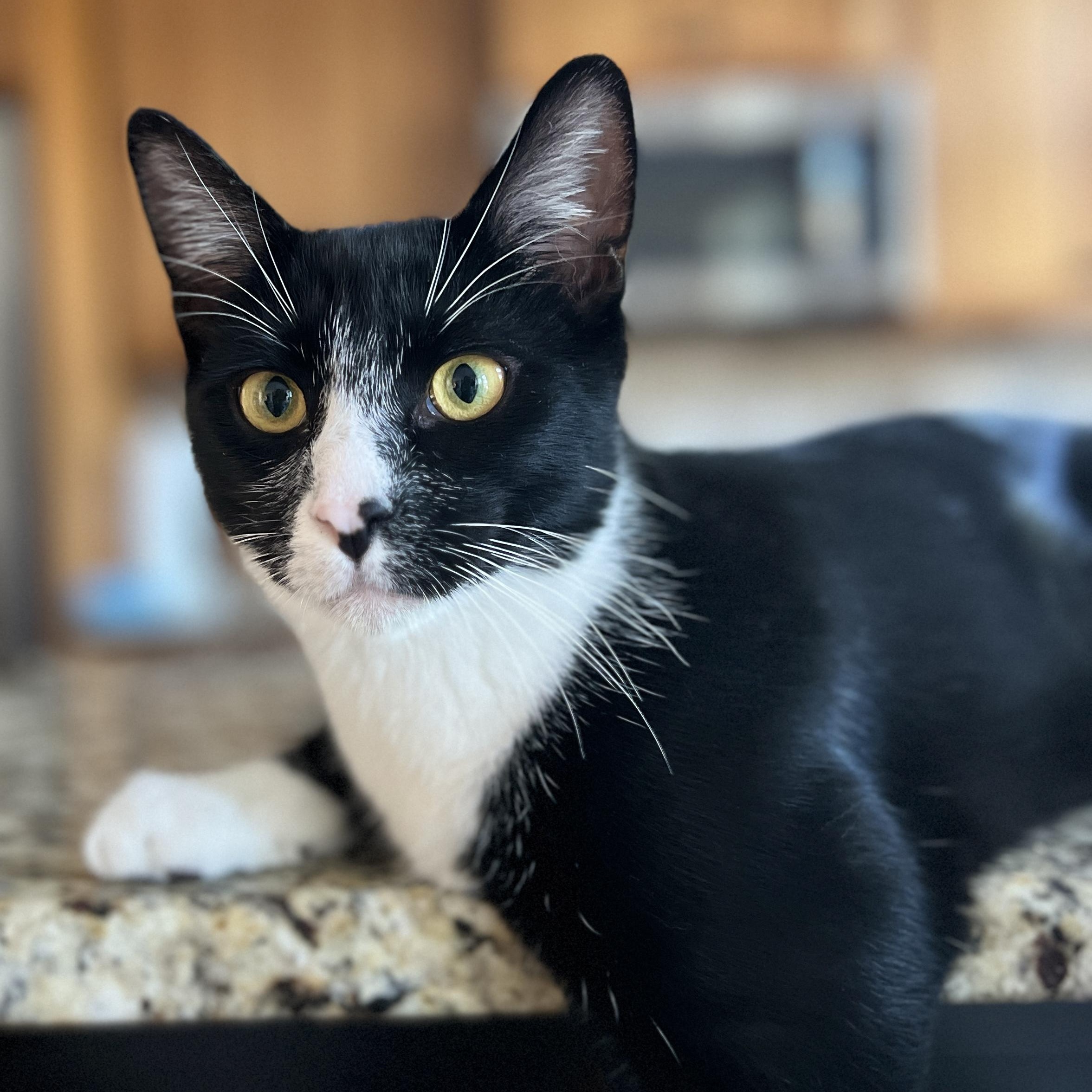 Enlarge Sage, a Adoptable Domestic Short Hair in New Bern, NC image 4/5