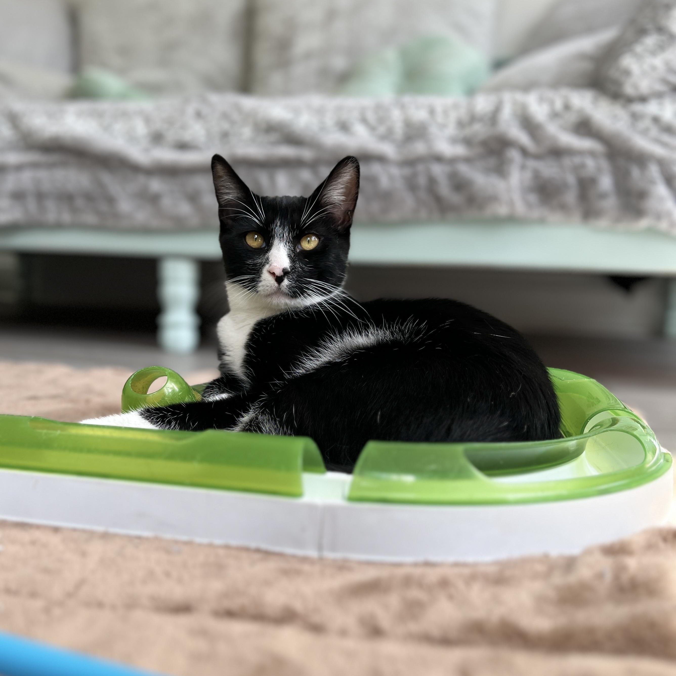Sage, ADOPTABLE, Kitten Male Domestic Short Hair.