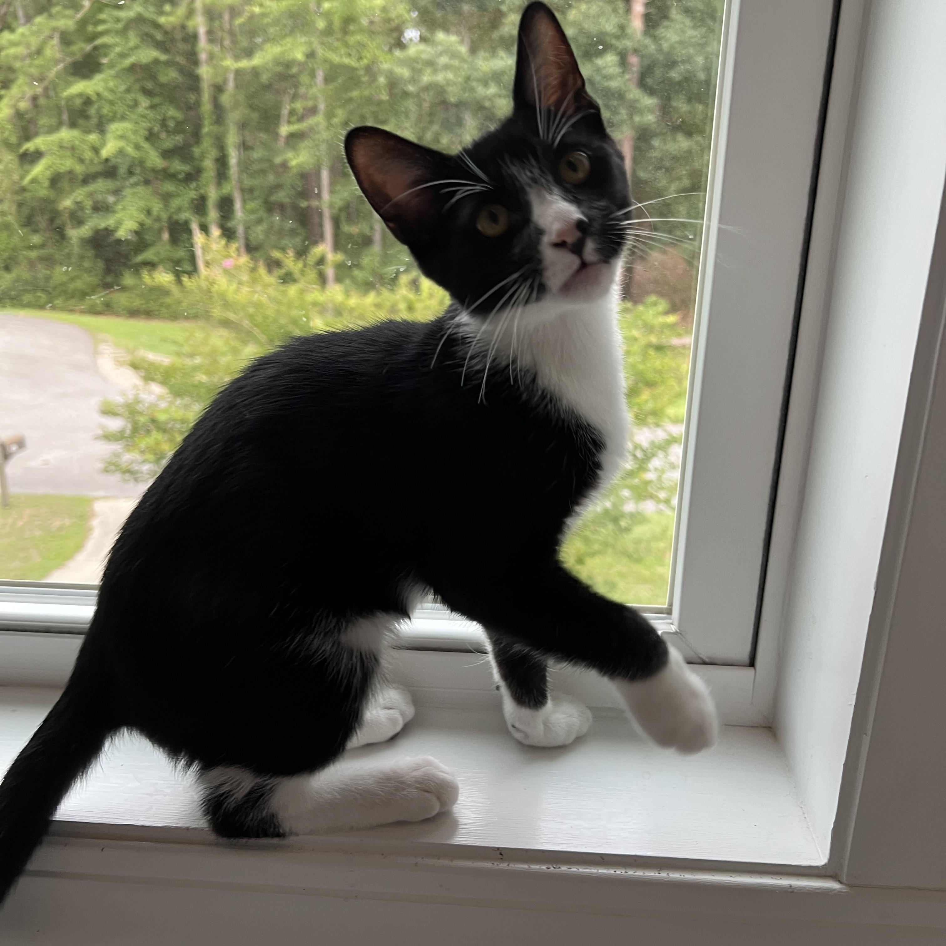 Sage, a ADOPTABLE Domestic Short Hair in New Bern, NC image 2/5