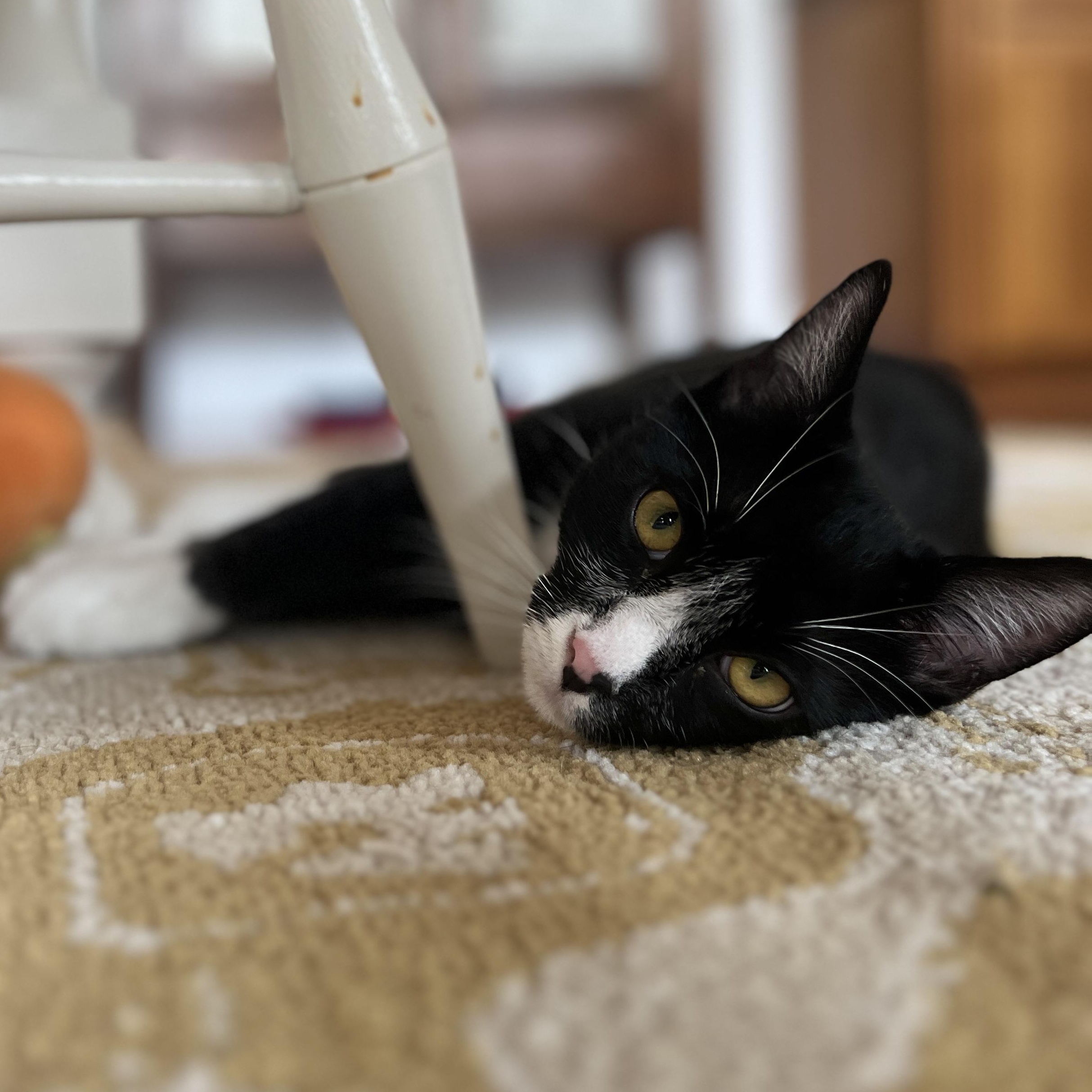 Enlarge Sage, a Adoptable Domestic Short Hair in New Bern, NC image 3/5