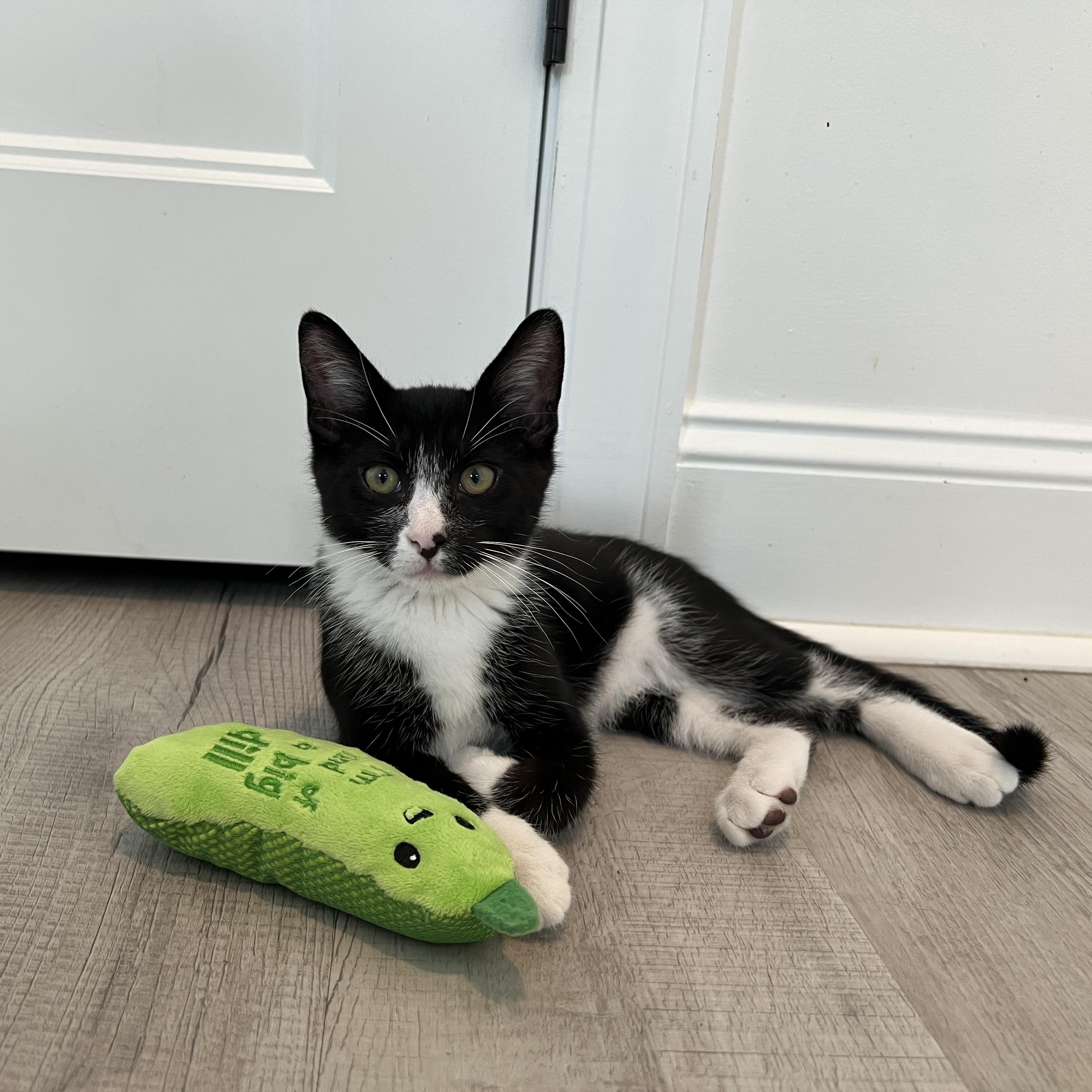 Sage, a ADOPTABLE Domestic Short Hair in New Bern, NC image 3/5