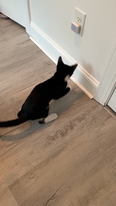 Enlarge Sage, a ADOPTABLE Domestic Short Hair in New Bern, NC video 5/5