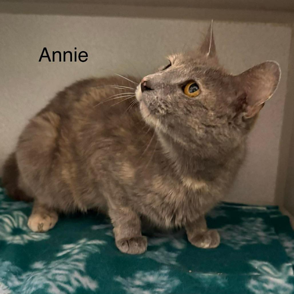 Annie, Adoptable, Adult Female Domestic Short Hair.