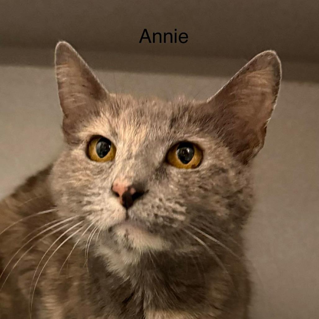 Enlarge Annie, a Adoptable Domestic Short Hair in Parkersburg, WV image 2/4