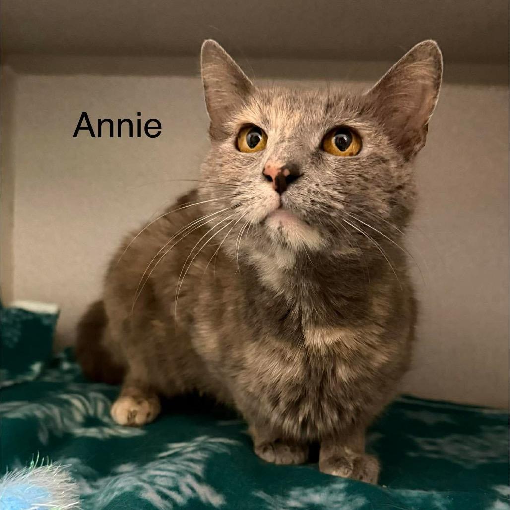 Enlarge Annie, a Adoptable Domestic Short Hair in Parkersburg, WV image 3/4