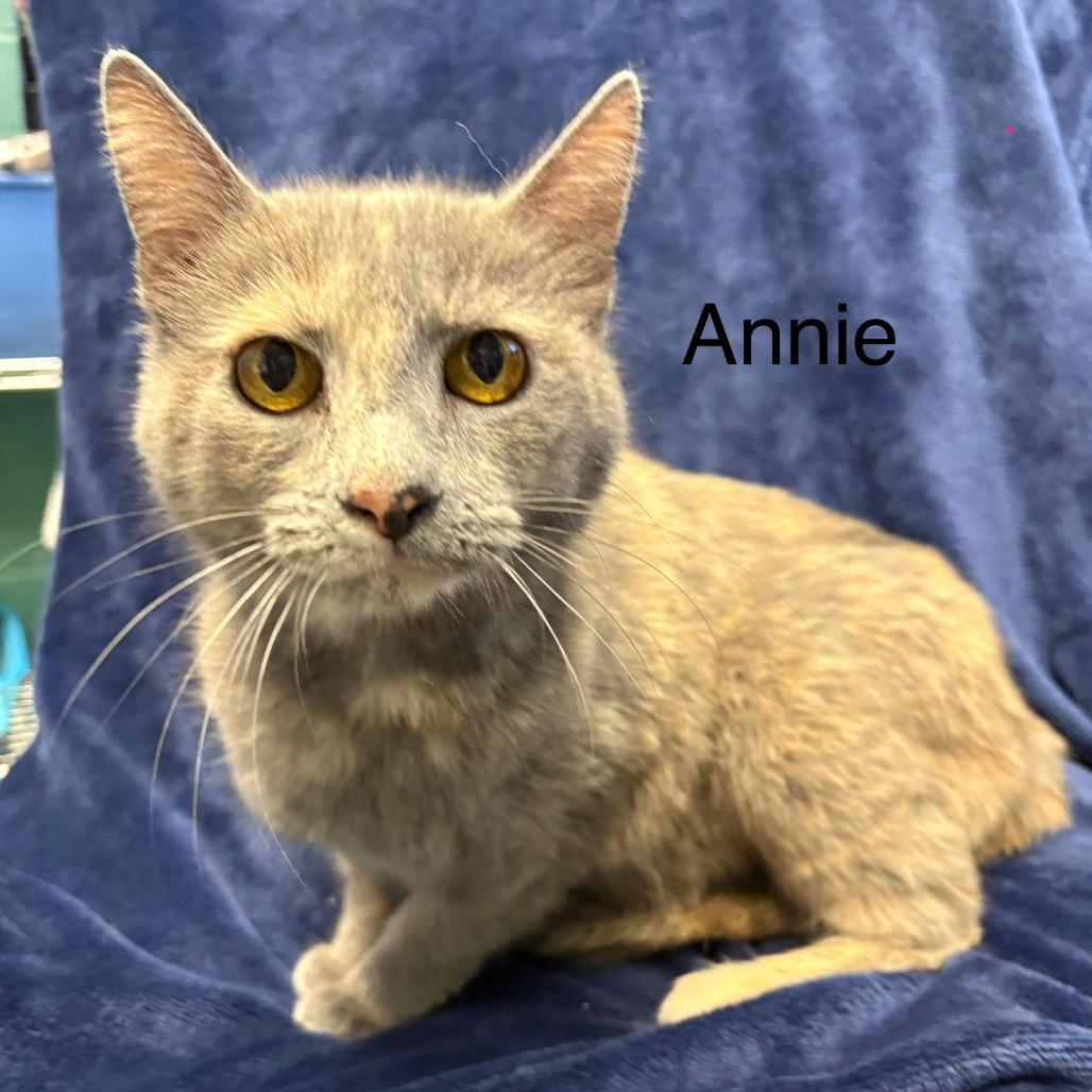 Enlarge Annie, a Adoptable Domestic Short Hair in Parkersburg, WV image 4/4