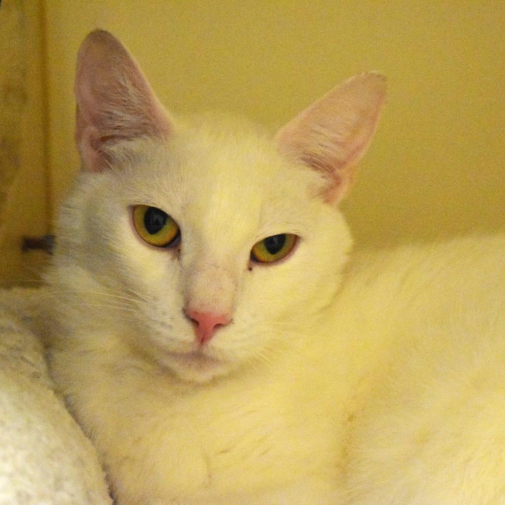 Enlarge Alaska, a Adoptable Domestic Short Hair in Waynesboro, PA image 1/3