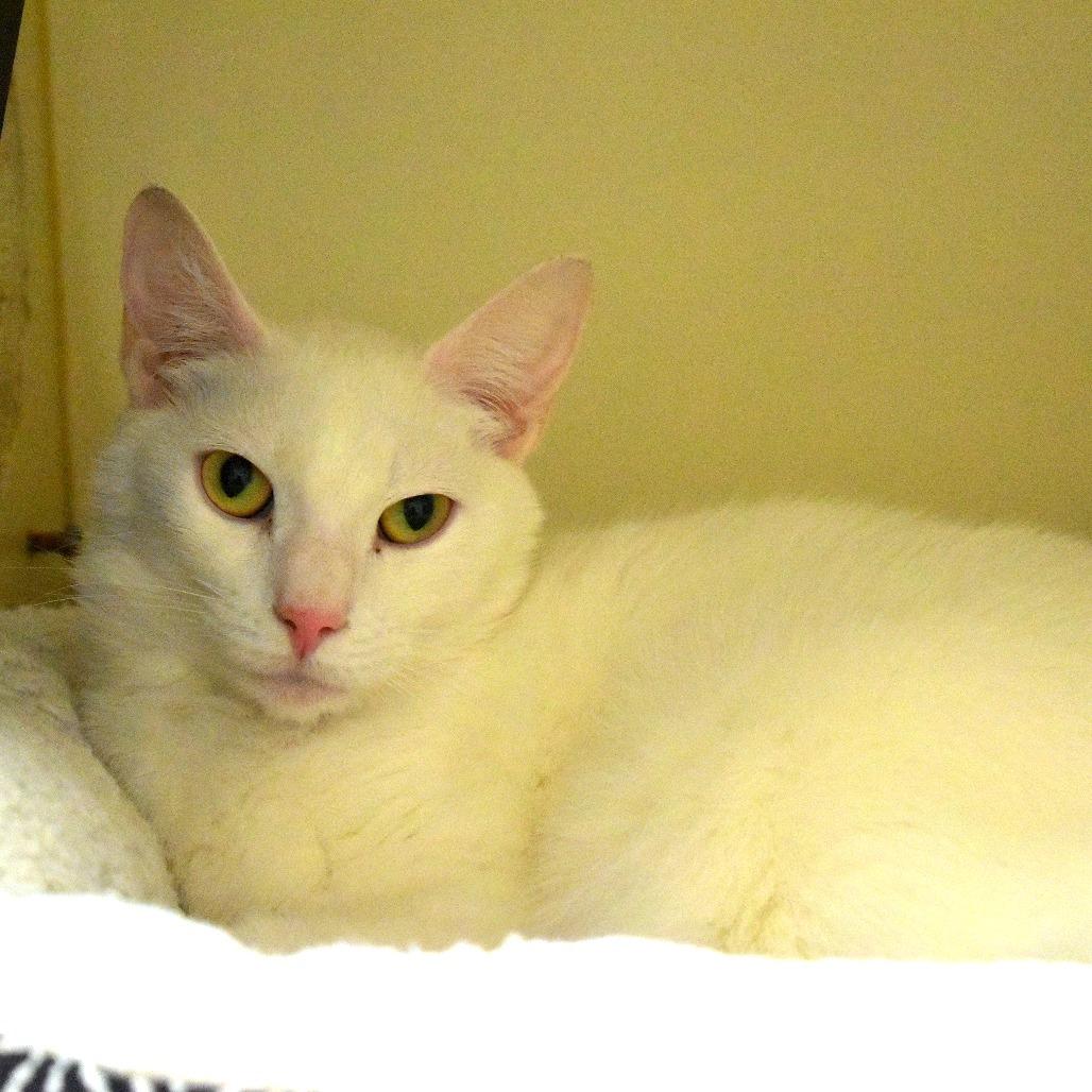 Enlarge Alaska, a Adoptable Domestic Short Hair in Waynesboro, PA image 3/3